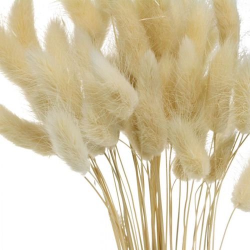Floristik24 Erba decorativa, erba dolce sbiancata, Lagurus ovatus, erba vellutata L40–55cm 25g