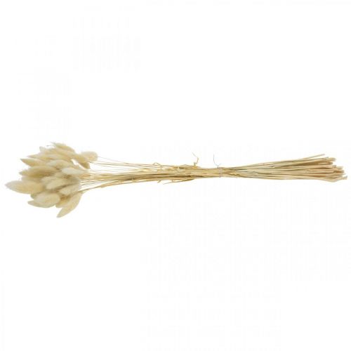 Floristik24 Erba decorativa, erba dolce sbiancata, Lagurus ovatus, erba vellutata L40–55cm 25g