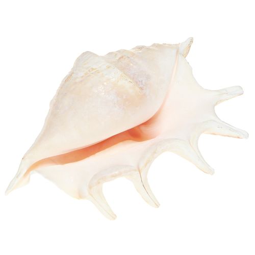 Floristik24 Decorazione naturale a forma di lumaca di mare Lambis 14 cm 10 pezzi
