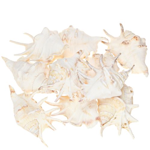 Prodotto Decorazione naturale a forma di lumaca di mare Lambis 14 cm 10 pezzi