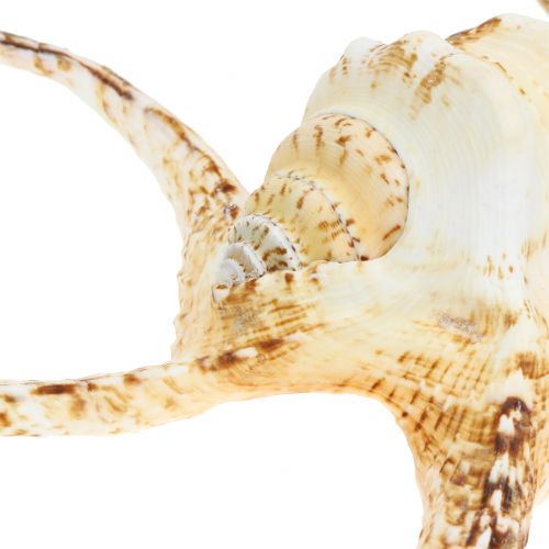 Floristik24 Lumaca di mare Lambis naturale 22cm