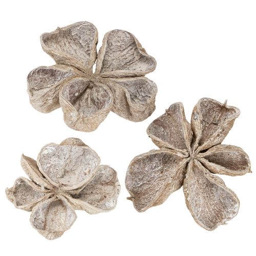 Floristik24 Landlotus sbiancato 6-12 cm 50 pezzi