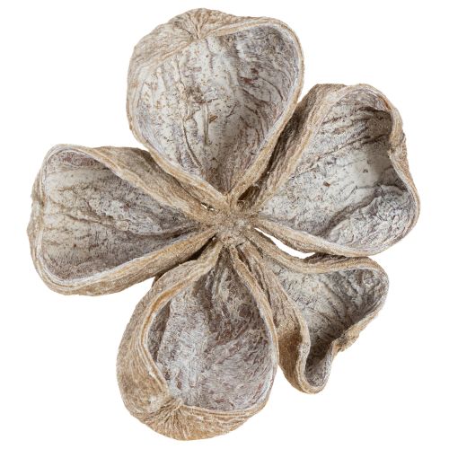 Prodotto Landlotus sbiancato 6-12 cm 50 pezzi