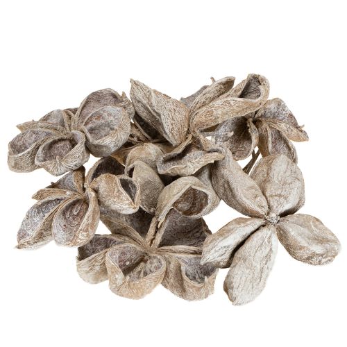 Prodotto Landlotus sbiancato 6-12 cm 50 pezzi