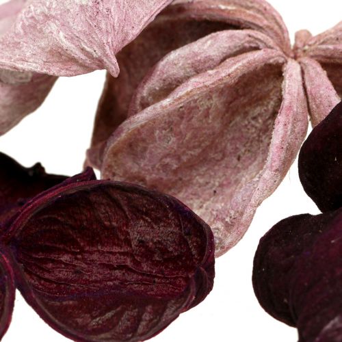 Prodotto Landlotus Mix Mora, Rosa Antico 50 pz