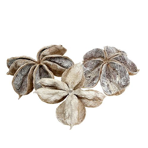 Prodotto Landlotus bianco lavato 6-12 cm 50 pz