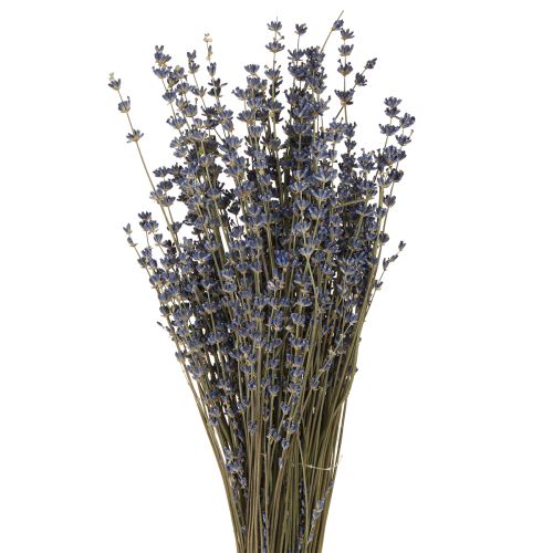 Floristik24 Decorazione fiori secchi di lavanda naturale 100g 40cm 100g × 2pz