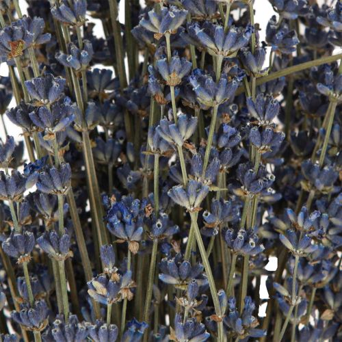 Floristik24 Decorazione fiori secchi di lavanda naturale 100g 40cm 100g × 2pz