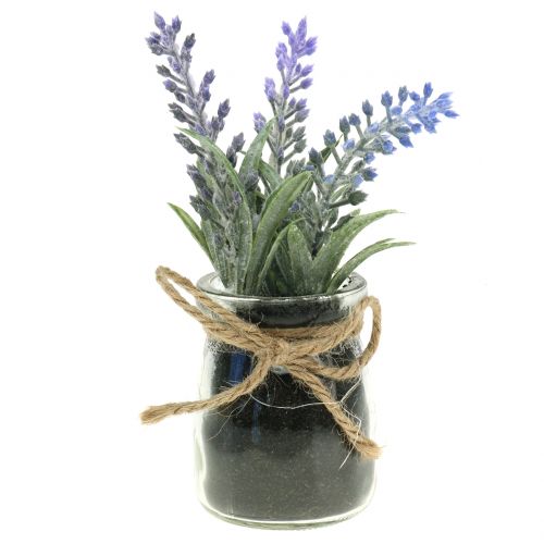Floristik24 Lavanda in vasetto H15cm