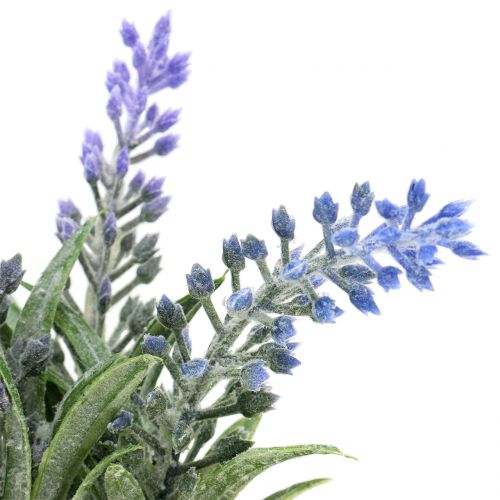 Floristik24 Lavanda in vasetto H15cm