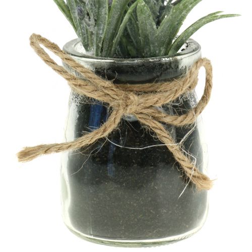 Floristik24 Lavanda in vasetto H15cm