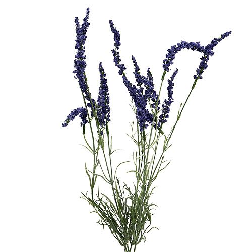 Cespuglio di lavanda 55 cm blu