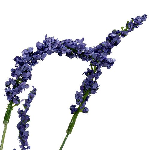 Floristik24 Cespuglio di lavanda 55 cm blu