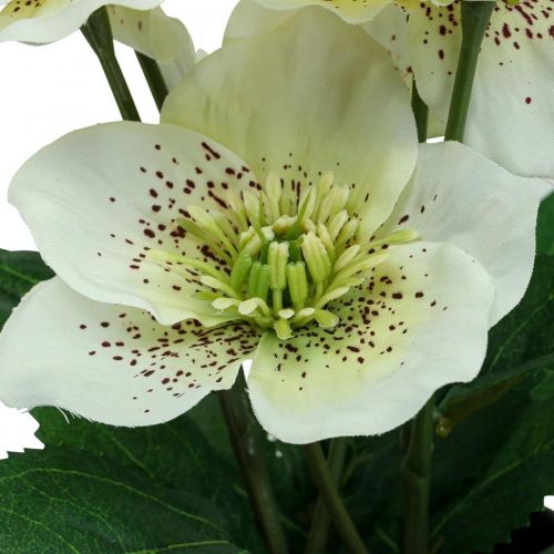 Floristik24 Rosa quaresimale Helleboro Rosa di Natale vaso fiori artificiali H25cm bianco