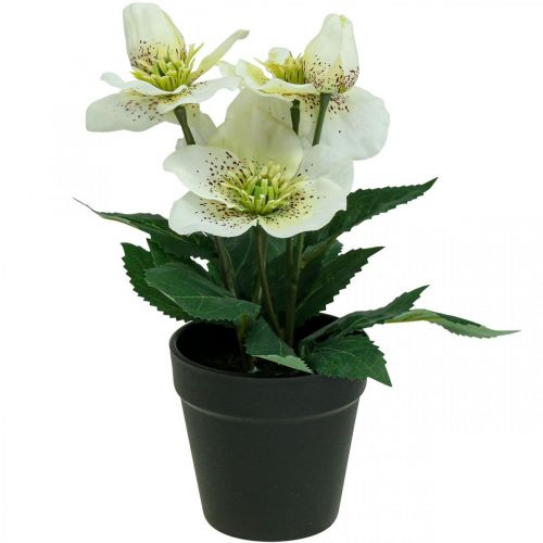 Rosa quaresimale Helleboro Rosa di Natale vaso fiori artificiali H25cm bianco