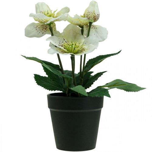Floristik24 Rosa quaresimale Helleboro Rosa di Natale vaso fiori artificiali H25cm bianco