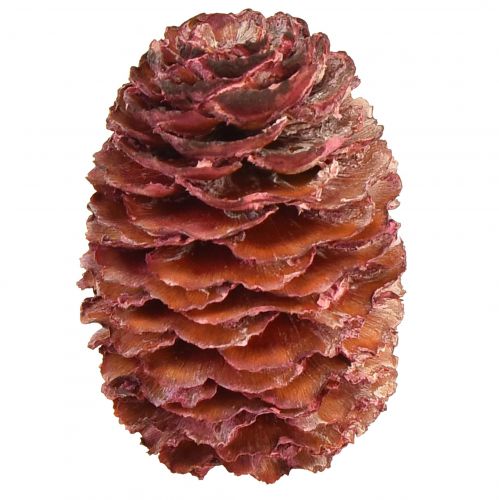 Prodotto Coni di Leucadendron Sabulosum in rosso satinato 500g