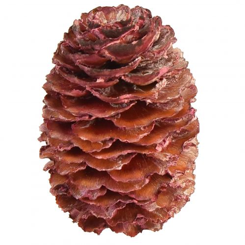 Coni di Leucadendron Sabulosum in rosso satinato 500g