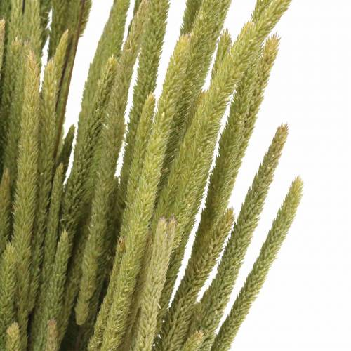 Floristik24 Timothy grass natura 50-60cm 100g