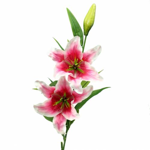 Floristik24 Giglio orientale "Stargazer" bianco, rosa 86 cm