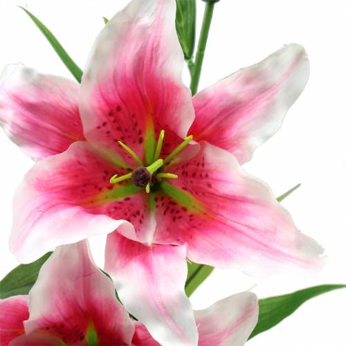Floristik24 Giglio orientale "Stargazer" bianco, rosa 86 cm