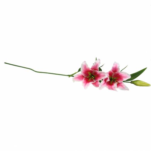 Floristik24 Giglio orientale "Stargazer" bianco, rosa 86 cm