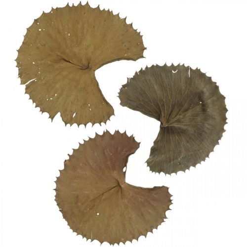 Prodotto Foglie di loto essiccate naturali decorazione a secco foglia di ninfea 50 pezzi