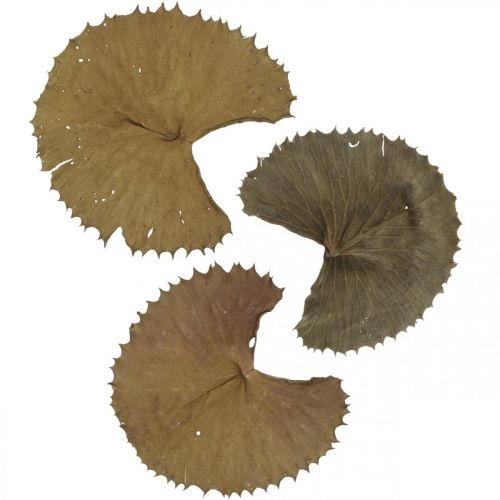 Prodotto Foglie di loto essiccate decorazione naturale secca foglia di ninfea 50 pezzi