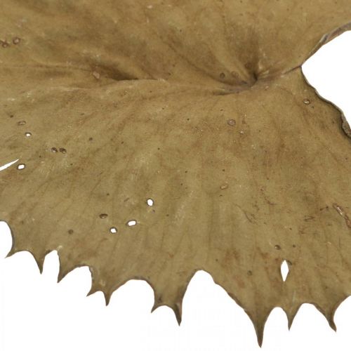 Prodotto Foglie di loto essiccate decorazione naturale secca foglia di ninfea 50 pezzi