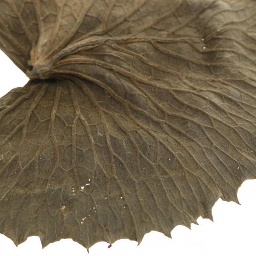 Prodotto Foglie di loto essiccate decorazione naturale secca foglia di ninfea 50 pezzi