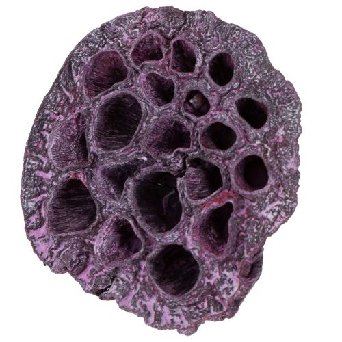 Prodotto Capsule di loto, floristica secca, bulbo di loto rosa, bianco lavato 50 pezzi