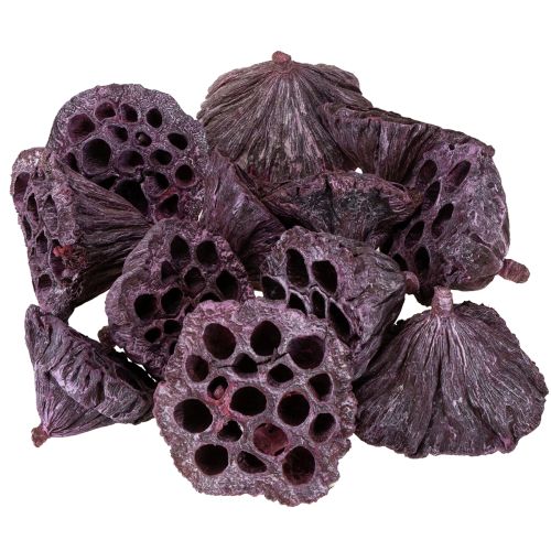 Prodotto Capsule di loto, floristica secca, bulbo di loto rosa, bianco lavato 50 pezzi