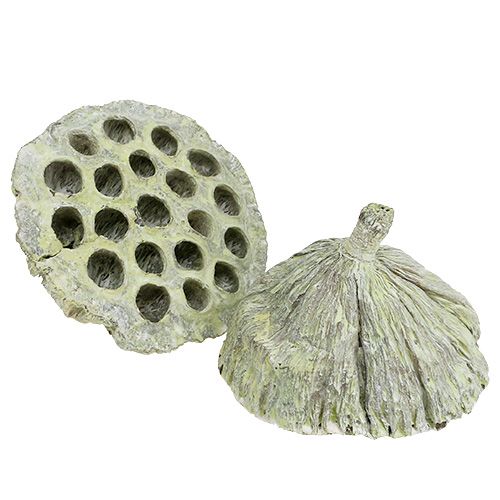 Prodotto Fiaschetta Lotus mix verde lavato Ø6cm - 10cm 50 pz