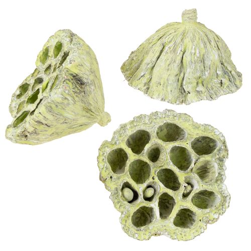 Floristik24 Fiaschetta Lotus mix verde lavato Ø6cm - 10cm 50 pz