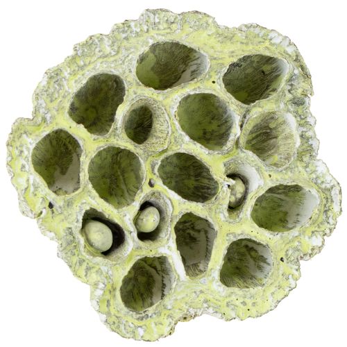 Prodotto Fiaschetta Lotus mix verde lavato Ø6cm - 10cm 50 pz