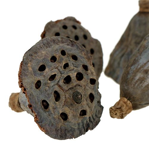 Prodotto Fiaschetta piccola Lotus 100 pezzi naturale