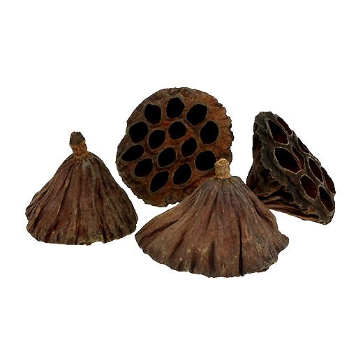 Prodotto Fiaschetta Lotus media 100 pezzi naturale