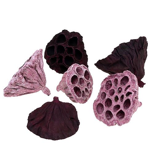 Floristik24 Lotus Mix Rosa, Erika Ø6cm - Ø10cm 50 pz