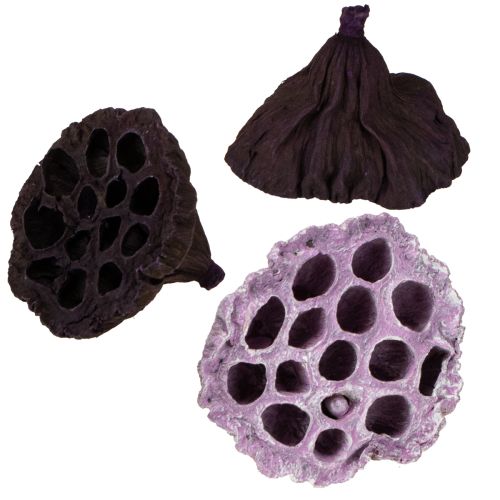 Floristik24 Lotus Mix Rosa, Erika Ø6cm - Ø10cm 50 pezzi
