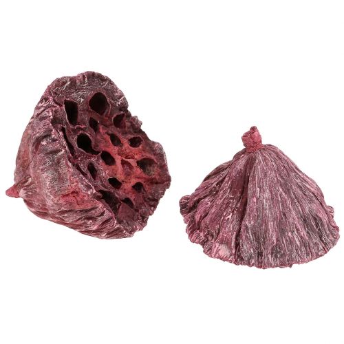 Prodotto Capsule di loto, floristica secca, bulbo di loto rosa, bianco lavato 50 pezzi