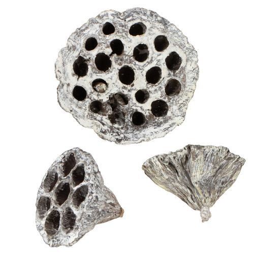Floristik24 Lotos Fiaschetta decorativa naturale in loto lavata bianca 6-8 cm 50 pezzi