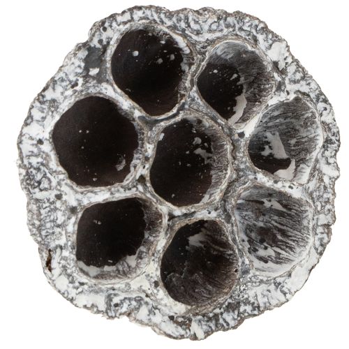 Prodotto Lotos Fiaschetta decorativa naturale in loto lavata bianca 6-8 cm 50 pezzi