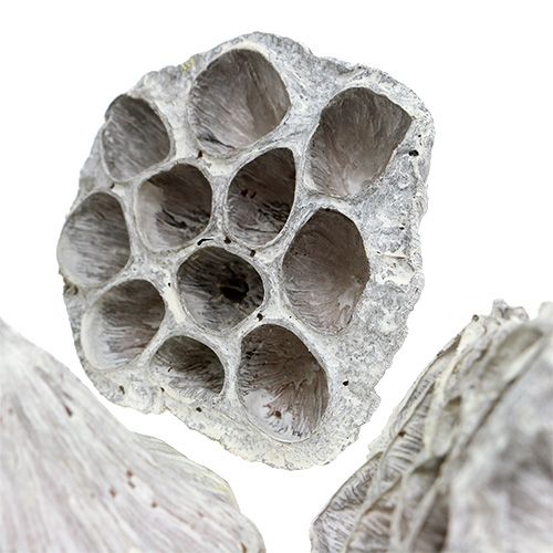 Prodotto Lotus Natural Deco Bulbo di loto bianco lavato 6-8 cm 50 pz