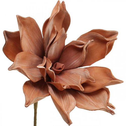 Floristik24 Fiore di loto Pianta artificiale Fiore di loto artificiale Marrone L64cm