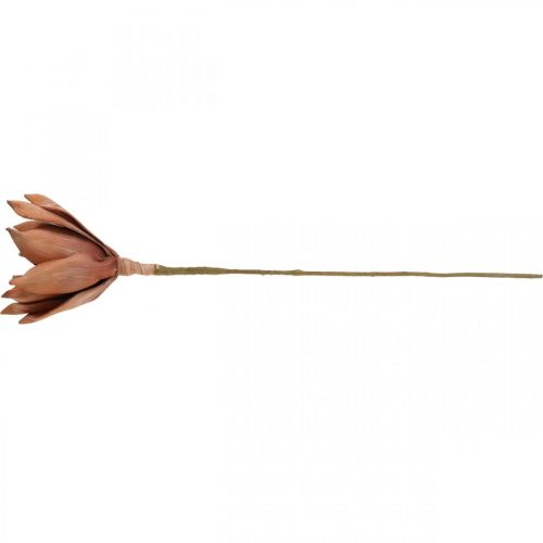 Floristik24 Fiore di loto Pianta artificiale Fiore di loto artificiale Marrone L64cm