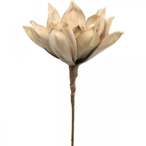 Floristik24 Fiore di loto, decorazione fiore di loto, pianta artificiale beige L66cm