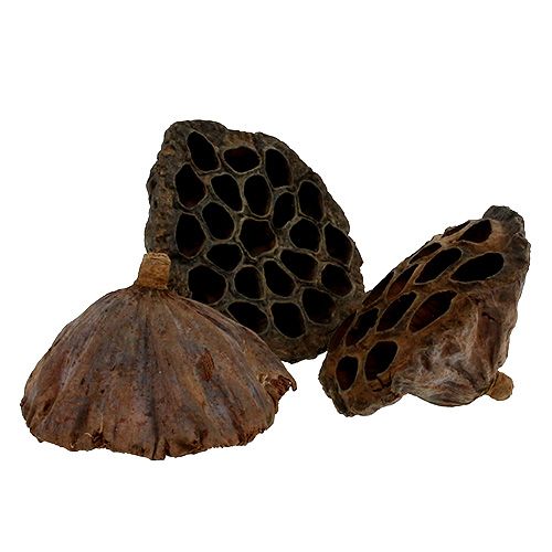 Prodotto Fiaschetta Lotus grande 100pz naturale