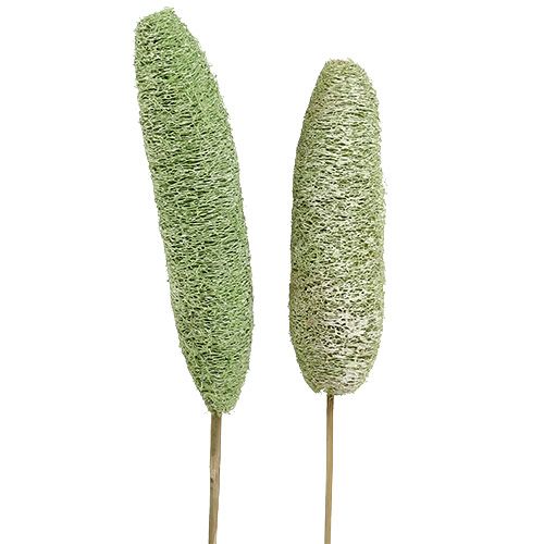 Floristik24 Luffa grande su bastone Verde 25pz