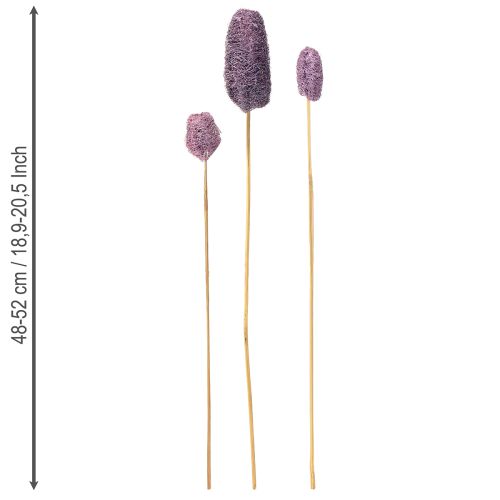 Prodotto Luffa su uno stelo piccola bacca decorativa essiccata 5-12 cm 25 pezzi