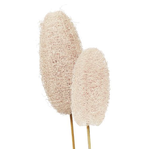 Prodotto Luffa grande su bastoncino, sbiancata, 25 pezzi